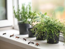 Para mantener a las hormigas alejadas del hogar, elegir las plantas adecuadas y colocarlas en los sitios correctos puede marcar la diferencia. ESPECIAL / CANVA