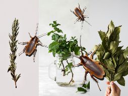 Estas tres plantas te ayudarán a mantener a las cucarachas a raya. ESPECIAL / UNSLASH / Jocelyn Morales / Saymom Leão / Tetiana Bykovets