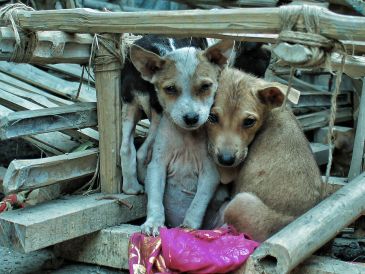 La adopción es un compromiso que, si bien trae consigo innumerables recompensas, también conlleva responsabilidades. UNSPLASH / E. Clark