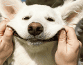 Con motivo del Día Mundial del Perro, refugios, asociaciones protectoras y organizaciones civiles suelen organizar campañas enfocadas en mejorar la calidad de vida de los caninos. ESPECIAL/Canva
