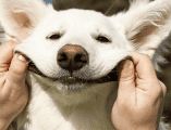 Con motivo del Día Mundial del Perro, refugios, asociaciones protectoras y organizaciones civiles suelen organizar campañas enfocadas en mejorar la calidad de vida de los caninos. ESPECIAL/Canva