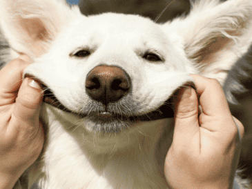 Con motivo del Día Mundial del Perro, refugios, asociaciones protectoras y organizaciones civiles suelen organizar campañas enfocadas en mejorar la calidad de vida de los caninos. ESPECIAL/Canva
