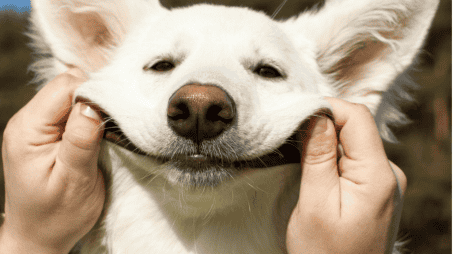Con motivo del Día Mundial del Perro, refugios, asociaciones protectoras y organizaciones civiles suelen organizar campañas enfocadas en mejorar la calidad de vida de los caninos. ESPECIAL/Canva