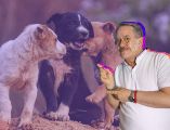 El conductor reconoció que sus declaraciones generaron un impacto negativo y aseguró que ahora busca promover el respeto hacia los animales. CANVA/SUN/ARCHIVO/ESPECIAL