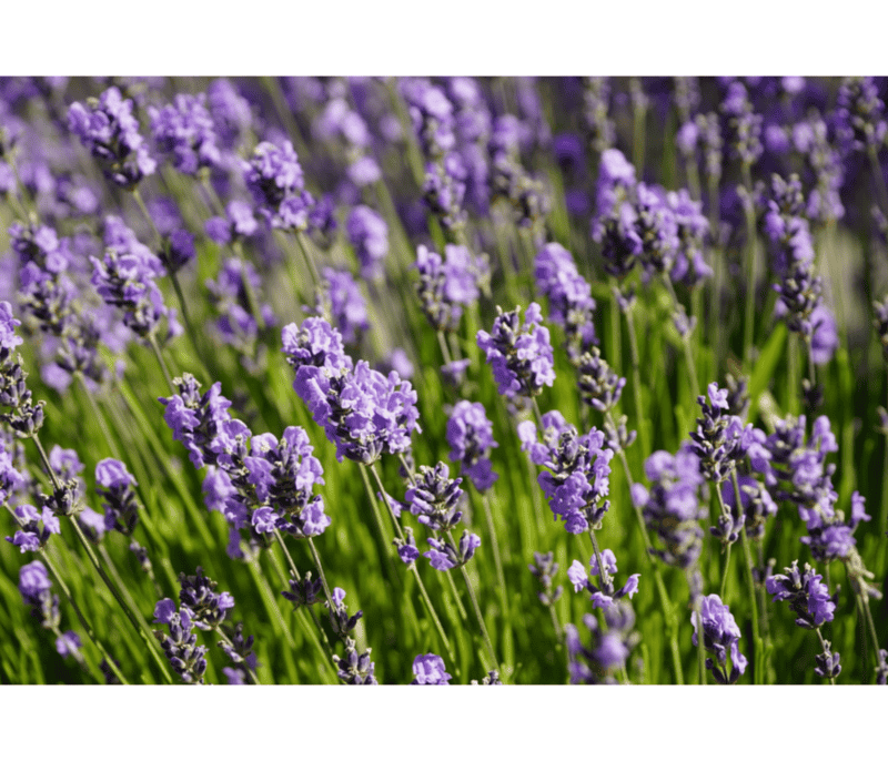 &nbsp;Lavandula es un género de plantas de la familia de las lamiáceas, que contiene unas sesenta especies y taxones infraespecíficos. CANVA