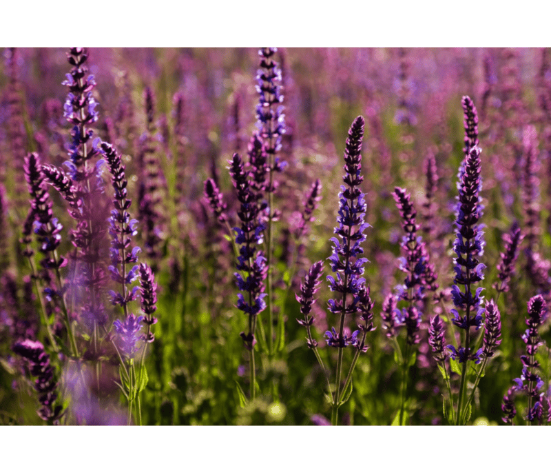 &nbsp;Salvia es el género de plantas más numeroso de la familia de las lamiáceas, con setecientas a novecientas especies de arbustos. CANVA
