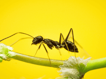 Si bien estas plantas pueden contribuir a reducir la presencia de hormigas de forma natural, los especialistas recomiendan complementar su uso con medidas básicas. CANVA