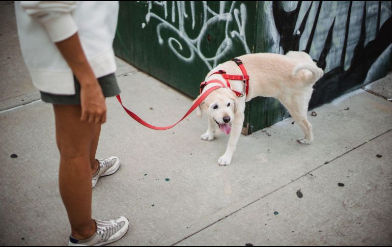 La tendencia hacia el uso de alternativas naturales y seguras para las mascotas está en pleno auge, ya que el uso de productos de limpieza convencionales no solo es ineficaz para evitar el marcaje, sino que representa un peligro latente. PEXELS