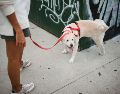 La tendencia hacia el uso de alternativas naturales y seguras para las mascotas está en pleno auge, ya que el uso de productos de limpieza convencionales no solo es ineficaz para evitar el marcaje, sino que representa un peligro latente. PEXELS