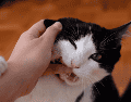 Cada gato tiene una personalidad distinta y un nivel diferente de tolerancia al contacto físico. CANVA