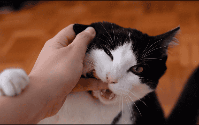 Cada gato tiene una personalidad distinta y un nivel diferente de tolerancia al contacto físico. CANVA