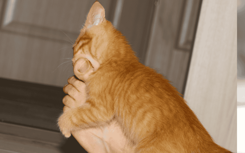 CANVA&nbsp;