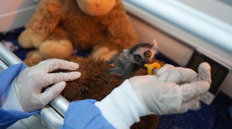La cría de lémur recibe una leche de fórmula elaborada especialmente para la especie cada dos horas; además, durante la alimentación permanece aferrado a un peluche que simula el cuerpo de su madre. EFE / G. Guzmán