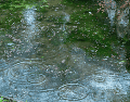 Aprende cómo limpiar el jardín en temporada de lluvias e inundaciones. Descubre técnicas de mantenimiento para retirar el lodo y proteger tus plantas. ESPECIAL/Canva