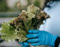 La correcta higiene de frutas y verduras es fundamental para reducir el riesgo de enfermedades transmitidas por alimentos. PEXELS