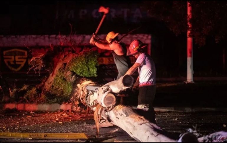 Guadalajara registra 617 árboles caídos durante la temporada de lluvias; autoridades llaman a reportar ejemplares en riesgo. ESPECIAL.