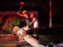 Guadalajara registra 617 árboles caídos durante la temporada de lluvias; autoridades llaman a reportar ejemplares en riesgo. ESPECIAL.