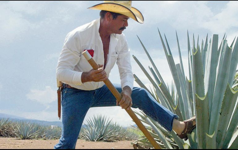 Solo cinco estados en México tienen el privilegio legal de producir esta emblemática bebida: Jalisco, Nayarit, Guanajuato, Tamaulipas y Michoacán. ESPECIAL