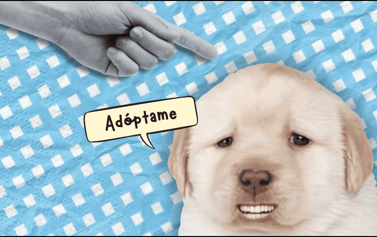 Hay perritos que viven mucho tiempo por lo que la decisión de adoptar no debe tomarse a la ligera. ESPECIAL/Canva
