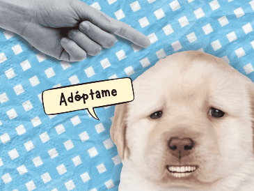 Hay perritos que viven mucho tiempo por lo que la decisión de adoptar no debe tomarse a la ligera. ESPECIAL/Canva