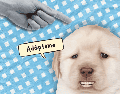 Hay perritos que viven mucho tiempo por lo que la decisión de adoptar no debe tomarse a la ligera. ESPECIAL/Canva
