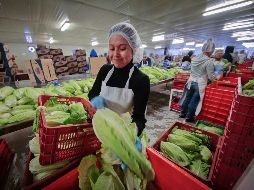 El Servicio Nacional de Sanidad, Inocuidad y Calidad Agroalimentaria (Senasica) ha tenido reducciones en su presupuesto que, considera, son alarmantes. SUN/ARCHIVO