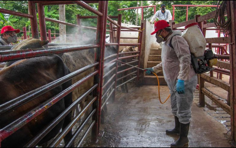 Estados Unidos reanudará la importación de ganado mexicano. EFE / ARCHIVO
