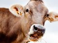 Las autoridades estadounidenses indicaron que las importaciones del ganado mexicano estarán sujetas al cumplimiento del plan de acción conjunta, y los animales serán sometidos a una inspección en Estados Unidos para evitar el paso de larvas. ESPECIAL / CANVA