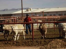 El Departamento de Agricultura de Estados Unidos anunció la reapertura gradual, a partir del 24 de agosto, de la importación de ganado de MexiÉo, suspendida debido a la presencia del gusano barrenador. SUN