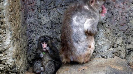 El macaco japonés Punch, que se viralizó por su peluche de consuelo tras ser rechazado por su madre, junto a un macaco adulto en una foto de archivo cuando tenía siete meses. EFE/F. ROBICHON