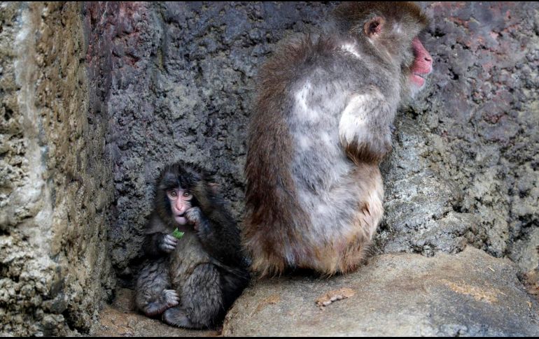 El macaco japonés Punch, que se viralizó por su peluche de consuelo tras ser rechazado por su madre, junto a un macaco adulto en una foto de archivo cuando tenía siete meses. EFE/F. ROBICHON