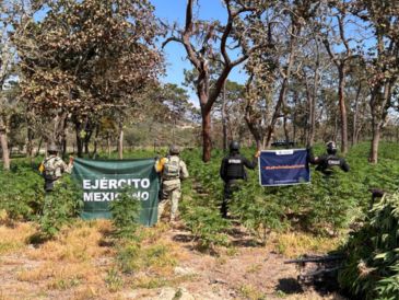 Los uniformados detectaron en una zona conocida como "El Llano", un terreno en donde observaron plantas con las características de la marihuana. ESPECIAL