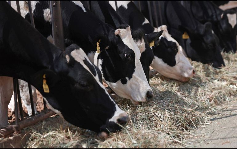 El Departamento de Agricultura de Estados Unidos levantará la prohibición a las importaciones de ganado mexicano que impuso hace más de un año. EFE/L. Torres