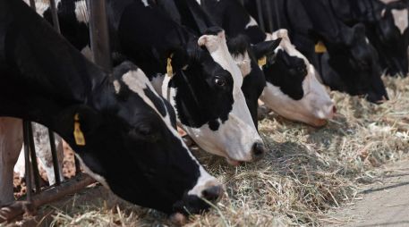 El Departamento de Agricultura de Estados Unidos levantará la prohibición a las importaciones de ganado mexicano que impuso hace más de un año. EFE/L. Torres