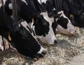 El Departamento de Agricultura de Estados Unidos levantará la prohibición a las importaciones de ganado mexicano que impuso hace más de un año. EFE/L. Torres