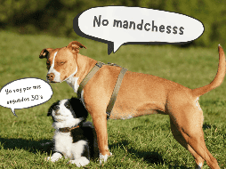 Aunque todas las razas envejecen, los perros pequeños lo hacen a un ritmo más lento. ESPECIAL/Canva