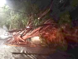 En varios puntos de Guadalajara se reportaron caída de árboles. ESPECIAL