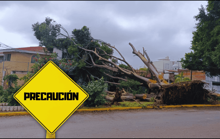 Sin un anclaje firme y con el suelo reblandecido, basta una ráfaga de viento arrachado para derribar toneladas de madera. EL INFORMADOR / J. Martínez