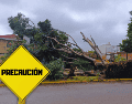 Sin un anclaje firme y con el suelo reblandecido, basta una ráfaga de viento arrachado para derribar toneladas de madera. EL INFORMADOR / J. Martínez