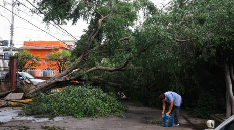 Aunque un árbol puede parecer sano a simple vista, existen indicadores que advierten que su estructura ha perdido estabilidad y representa un peligro. EL INFORMADOR/J. Acosta