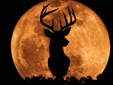 La Luna del Ciervo marca un punto interesante en el calendario astronómico de este año, pues según datos recientes, esta luna llena es la octava de las 13 que ocurrirán durante todo el 2026. CANVA