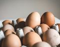 La FDA y los CDC investigan un brote de Salmonella vinculado a más de 19 millones de huevos en Estados Unidos. Unsplash