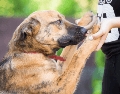 Es importante recordar que los perros no suelen actuar por rencor. La mayoría de las veces, estas conductas reflejan miedo, inseguridad, falta de confianza o una experiencia previa negativa. CANVA