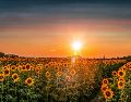 Descubre el nuevo campo de girasoles gigante cerca de Guadalajara. Conoce los horarios, precios, ubicación y todo lo que incluye esta experiencia natural. Unsplash