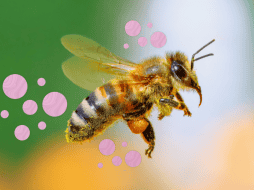 Este trabajo demuestra cómo la comunicación química ayuda a los individuos a decidir cuándo vale la pena cooperar, ofreciendo perspectivas relevantes para la biología evolutiva y el comportamiento animal. CANVA