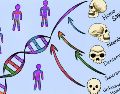Uno de los ancestros desconocidos, se cruzó con humanos modernos en África hace más de 50 mil años, antes de la migración más reciente del Homo sapiens hacia Europa y Asia. EFE / M. Marohn
