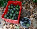 Productores de aguacate de Jalisco buscan abrir el mercado de Corea mientras anuncian el Congreso del Aguacate 2026. CORTESÍA.