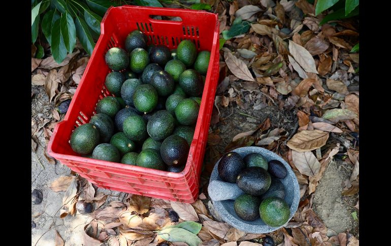 Productores de aguacate de Jalisco buscan abrir el mercado de Corea mientras anuncian el Congreso del Aguacate 2026. CORTESÍA.