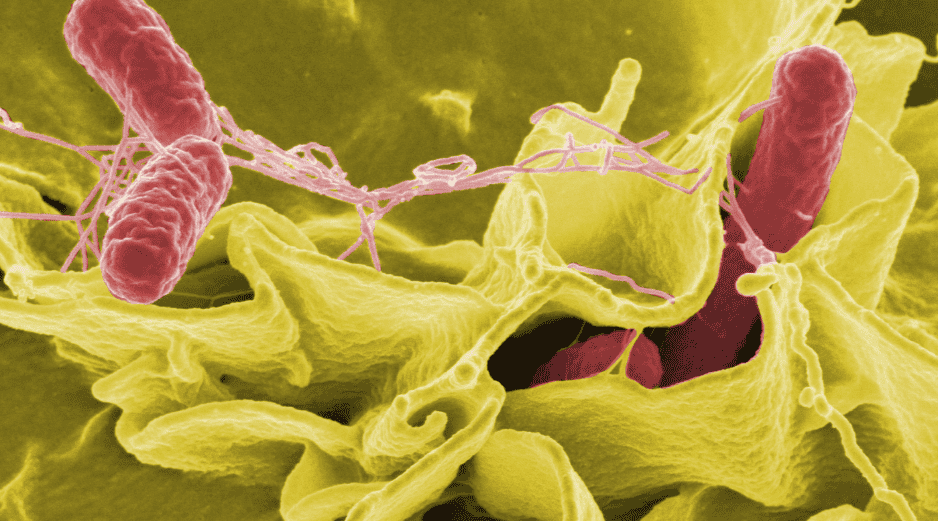 Los Centros para el Control y la Prevención de Enfermedades (CDC) estiman que cada año se reportan entre 150 y 200 infecciones por Vibrio vulnificus en Estados Unidos. CANVA