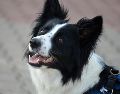 Conoce a las cinco razas de perros que destacan por su inteligencia, lealtad e instinto protector, ideales para resguardar tu hogar y familia. ESPECIAL/PEXELS